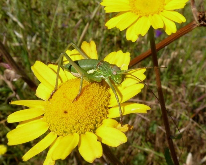 Uromenus (Bolivarius) brevicollis insularis